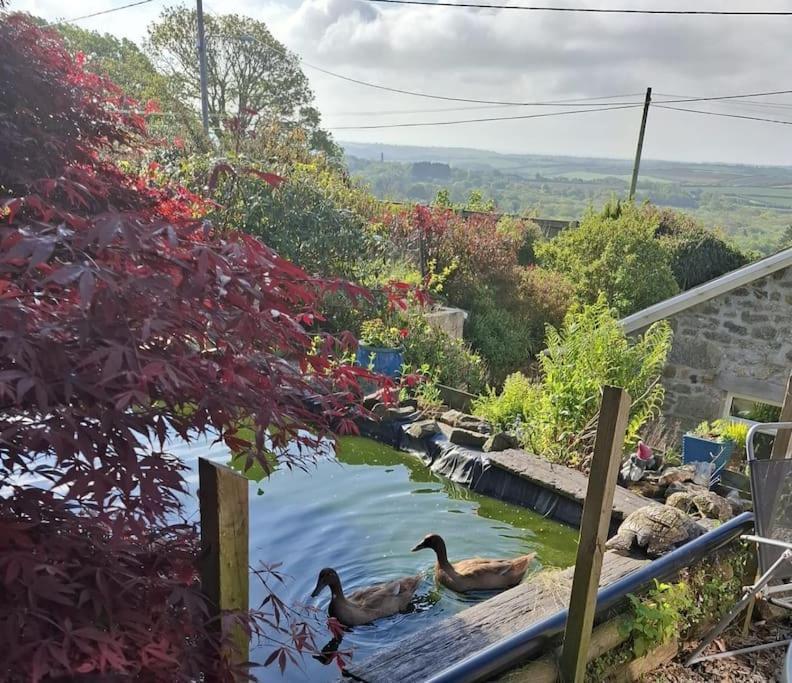 Cosy Cornish Cabin Сейнт Остел Екстериор снимка